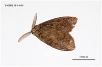 藏品(毒蛾科)的圖片